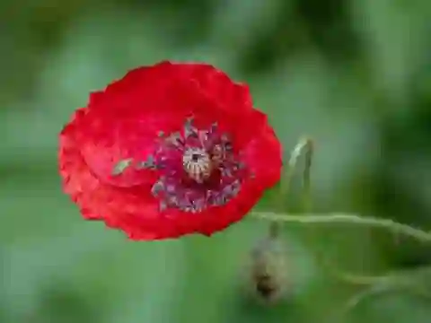Spēle Poppy Nature Flower Jigsaw online