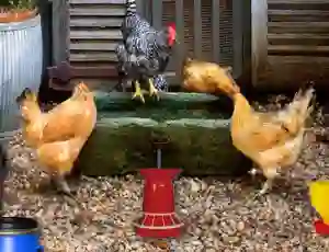 Spēle Poultry Farm Easter Escape online