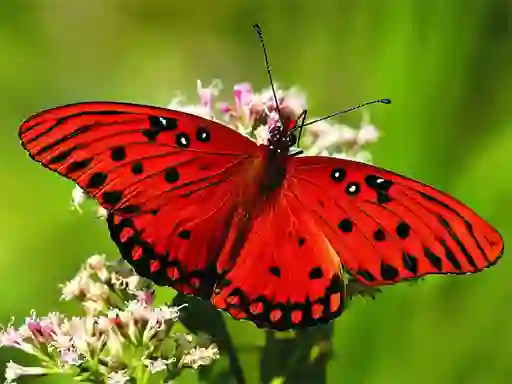 Spēle Nature Jigsaw Puzzle Butterfly online