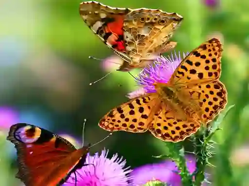 Spēle Butterfly Slide online