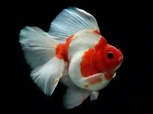 Spēle Gold Fish Jigsaw Puzzle online