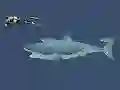 Spēle Mad Shark online