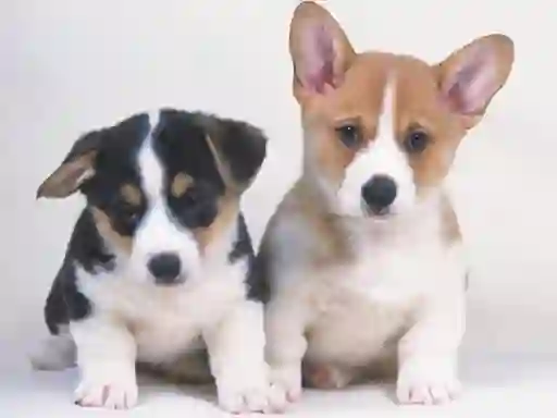 Spēle Cute Puppies Puzzle online