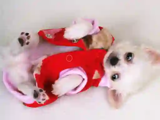 Spēle Lovely Puppy Slide online