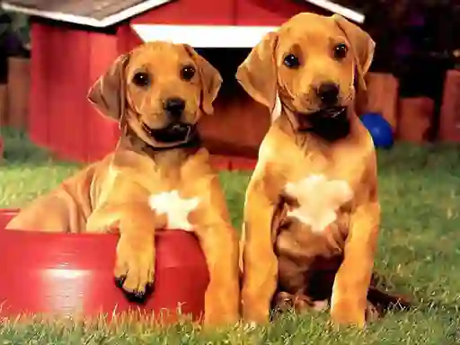 Spēle Puppy Pairs Puzzle online