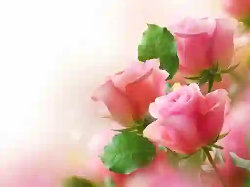 Spēle Pink Roses online