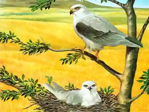 Spēle Birds Of Prey Puzzle online