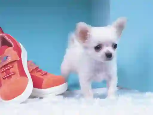 Spēle Lovely Puppy Puzzle online