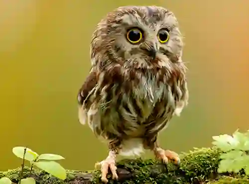 Spēle Animal Hidden Stars online