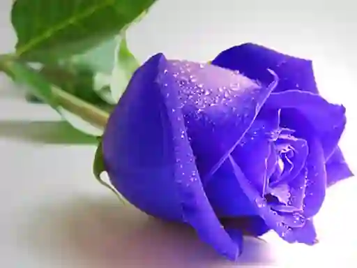 Spēle Blue Roses online