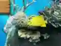 Spēle Big fish eats small online