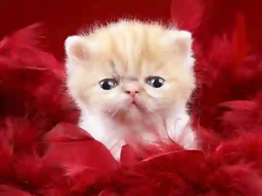 Spēle Funny Kitty online