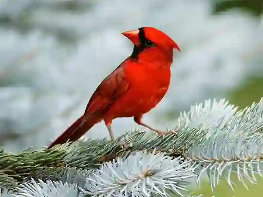 Spēle Birds Puzzle online