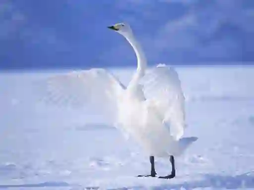 Spēle Graceful Swans online