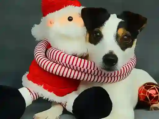 Spēle Funny Christmas Dogs online