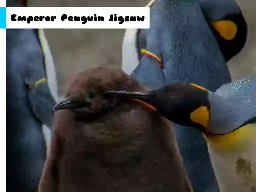Spēle Emperor Penguin Jigsaw online