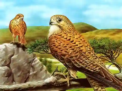 Spēle Birds of Prey Slide online
