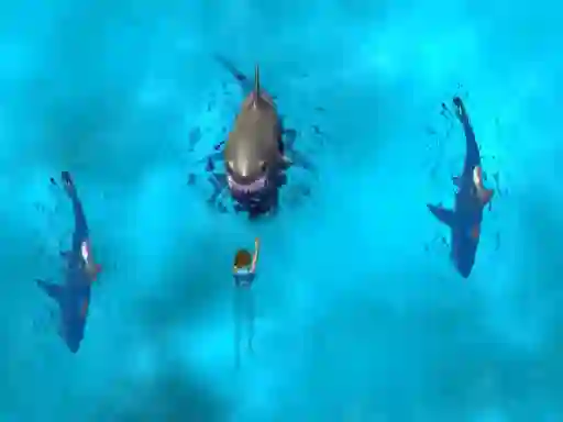 Spēle Avoid the Sharks online