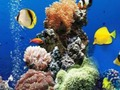 Spēle Jūras zemūdens atšķirība  online