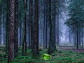 Spēle Mistisks saulriets mežā  online