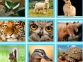 Spēle Piemēram, pic viktorīna online