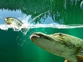 Spēle Vītolu dīķis online