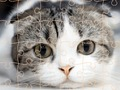Spēle Kaķu puzzle laiks  online