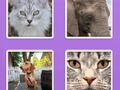 Spēle Picture Slider Dzīvnieki  online