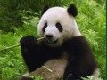 Spēle Pandas mīkla  online