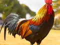 Spēle Mājas putnu mīkla  online
