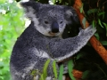 Spēle Jauks mazulis Koala lācis  online