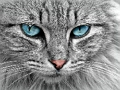 Spēle Cat Eye finierzāģis  online