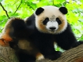Spēle Jauka Baby Panda  online