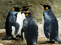 Spēle King Penguin finierzāģis  online