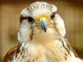 Spēle Gyrfalcon finierzāģis  online