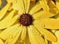 Spēle Ziedu ziedlapiņas Raindrop Jigsaw  online