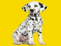 Spēle Phantom Pups finierzāģis  online