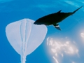 Spēle Sērfošana Stingrays  online