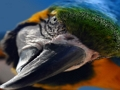 Spēle Putnu finierzāģis  online