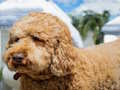 Spēle Labradoodle mīkla  online