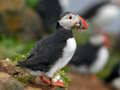 Spēle Puffin putnu finierzāģis online