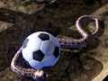 Spēle Python Snake simulators  online