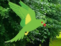 Spēle Papagailis Atrodi ligzdu  online
