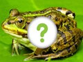 Spēle Dzīvnieku āda  online