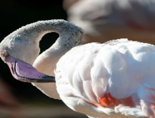 Spēle Flamingo putnu finierzāģis  online